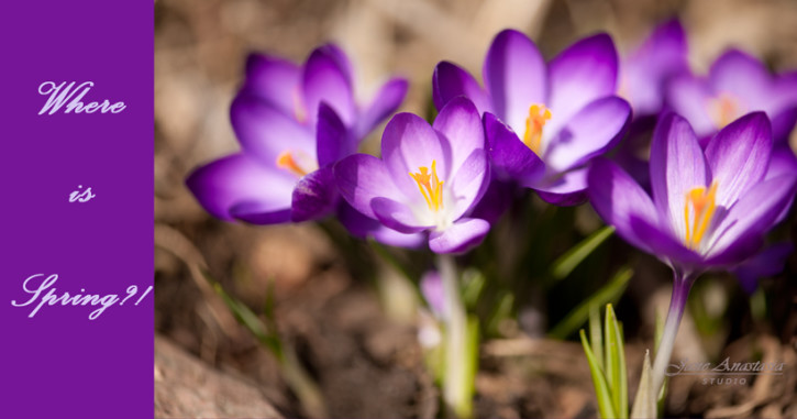 JAS-5251-WEB-Layer--Crocuses---Last-yrs-Crocuses