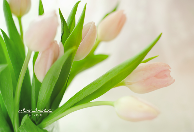 _JAS1572-WEB-Soft-Pink-tulips