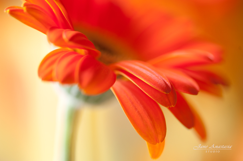 _JAS1898-WEB-Orange-Gerbera