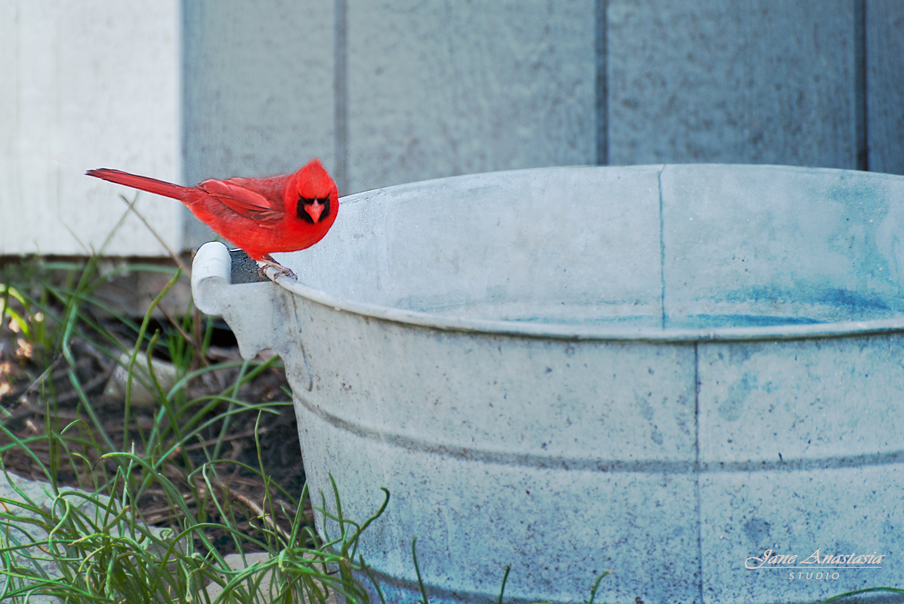 _JAS2281-WEB--Red-Cardinal-2