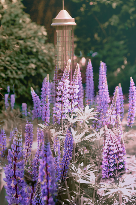 _JAS3920-WEB-Lupins