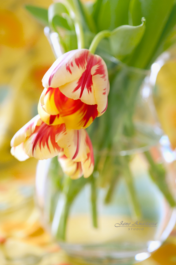 _JAS8731--2WEB-Two-Tulips-2