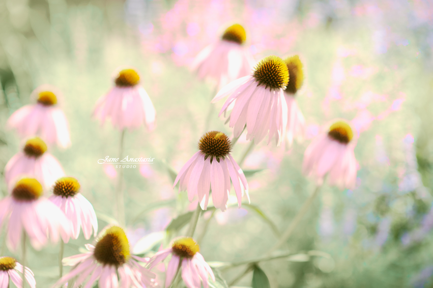 JAS_3112-WEB-Purple-cone-flowers-2