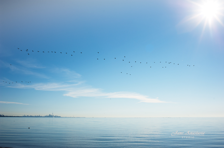 _JAS7513-WEB-Geese-flying