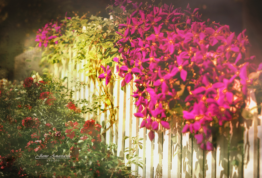 JAS_3189-WEB-Clematis-Fence-2-b