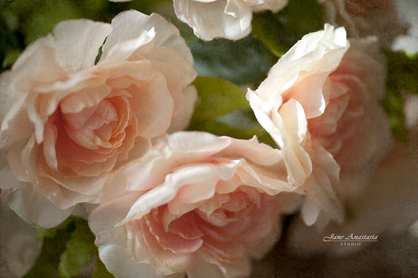 _JAS2874-WEB-Peony-Roses