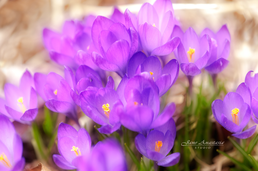 _JAS2969-WEB-First-Crocuses