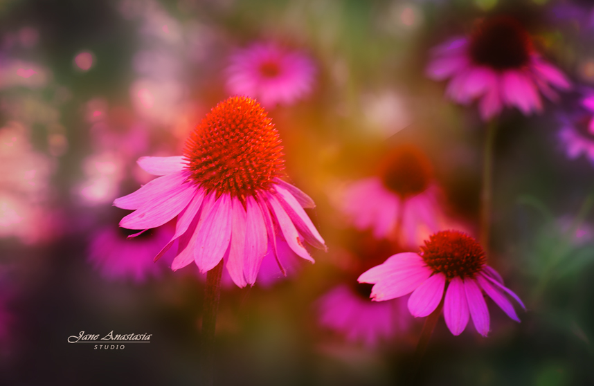 _JAS7554-WEB--Purple-cone-flowers-3