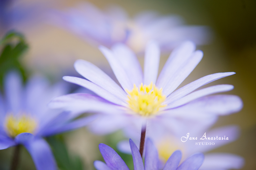 _JAS3998-WEB-Anemones