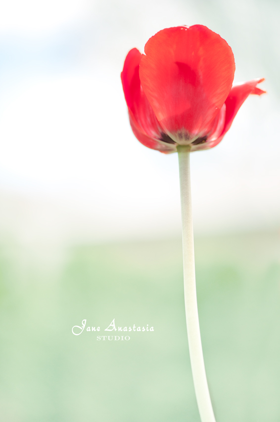 _JAS4171-WEB-Red-Tulip