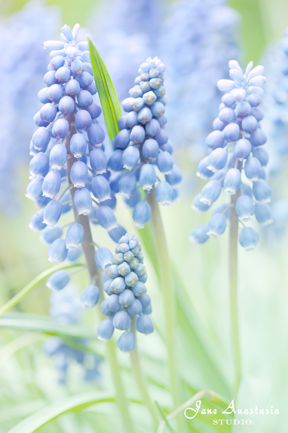 _JAS4214-WEB-Grape-Hyacinth