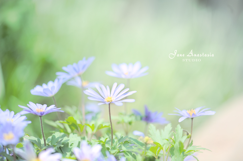 _JAS4255-WEB-Anemones-2