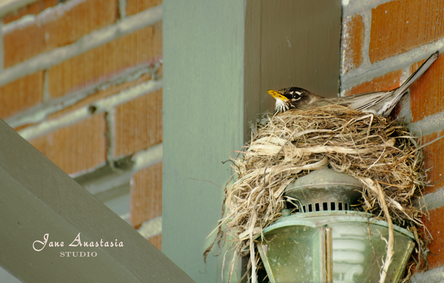 _JAS4419-WEB-Bird-Nesting-on-Julie's-Lantern