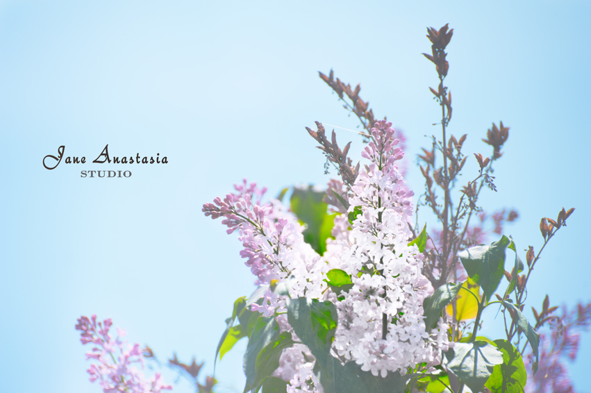 _JAS4422-WEB-First-lilacs-2