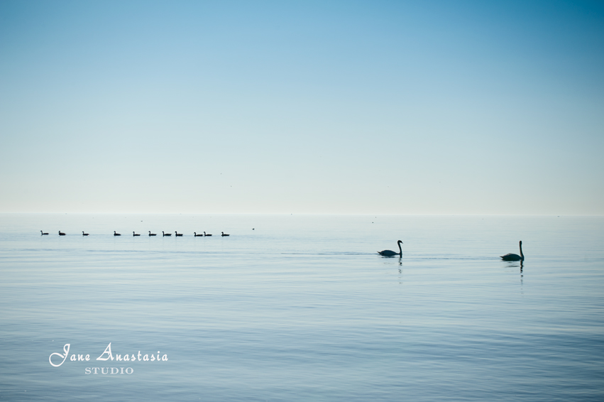 _JAS5199-WEB-Swans-and-geese-on-Lake