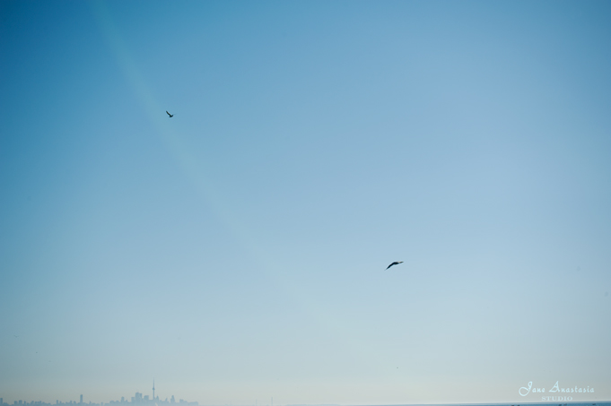 _JAS5283--WEB-Bird-over-Toronto-skylinie