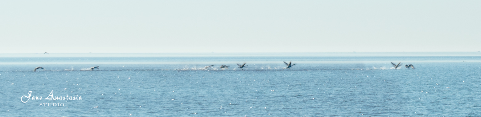 _JAS5299-WEB-Swans-taking-off