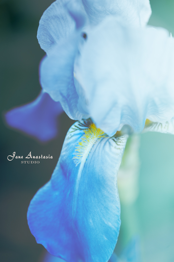 _JAS5663-WEB-Iris-2