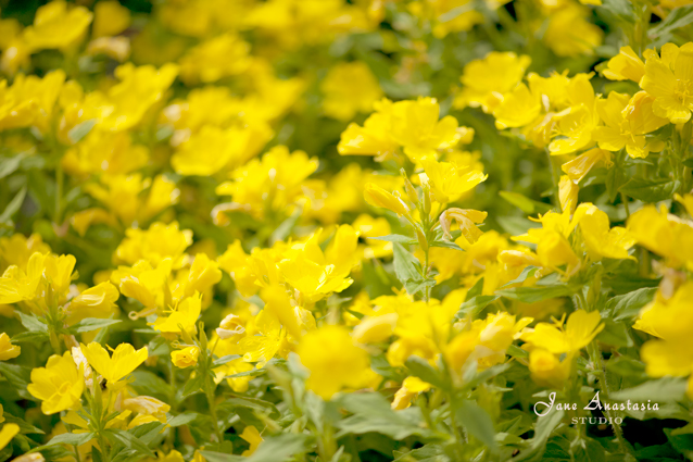 _JAS5920-WEB-Yellow-flowers