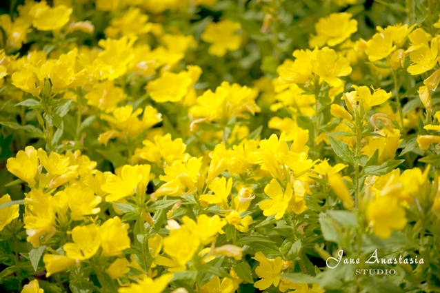 _JAS5921-WEB-Yellow-flowers