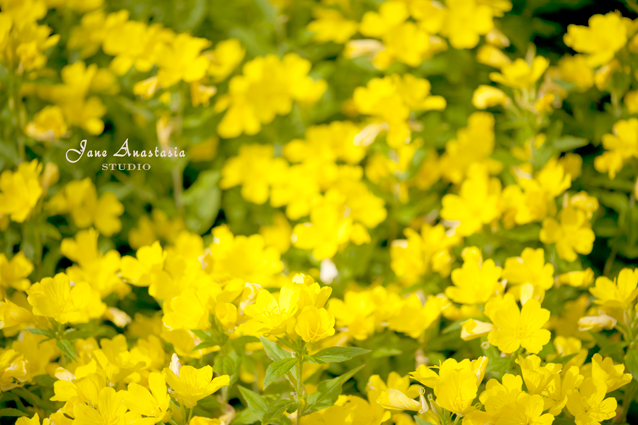 _JAS5922-WEB-yellow-flowers