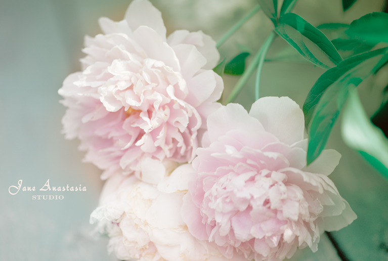 _JAS5950-WEB-Peonies