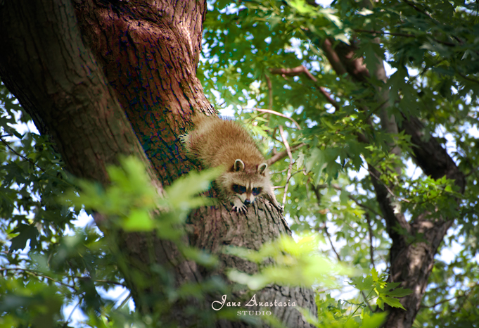 ...sliding down the tree to meet his brother......