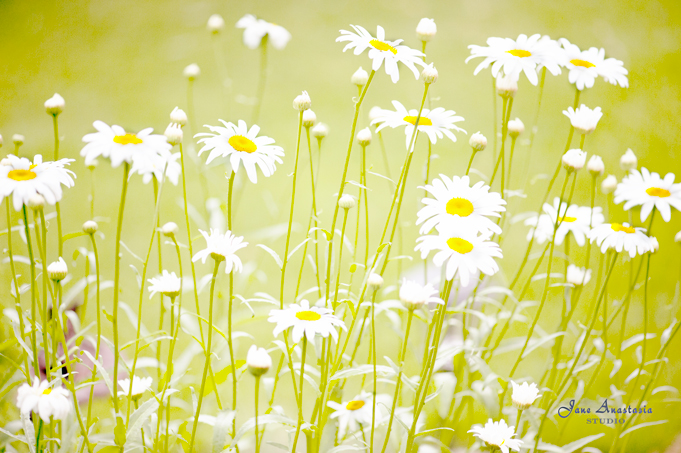 _JAS6259-WEB-Daisies-2