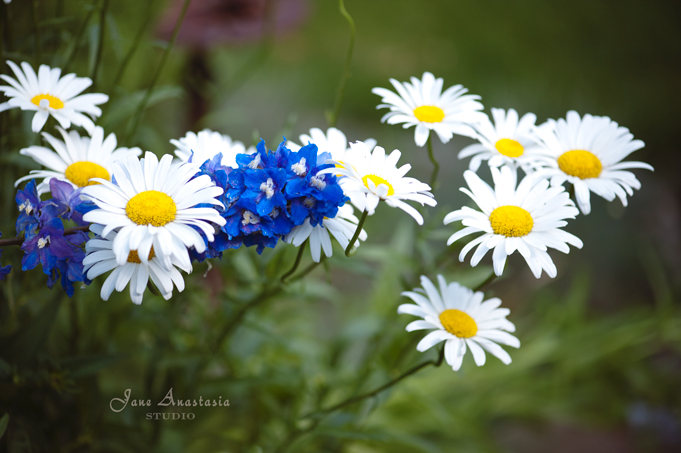 _JAS6762-WEB-Daisies-and-delphinium