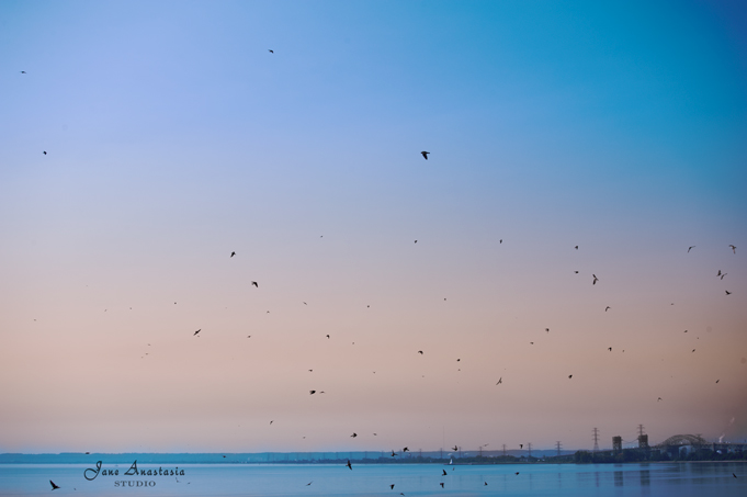 _JAS6973-WEB-Birds-from-Pier