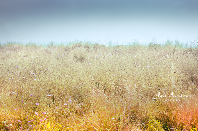 _JAS7407-WEB-Field-Flowers-to-the-lake-2a