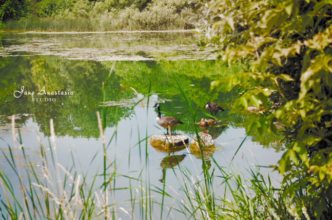 _JAS7458-WEB-Goose-bathing-2