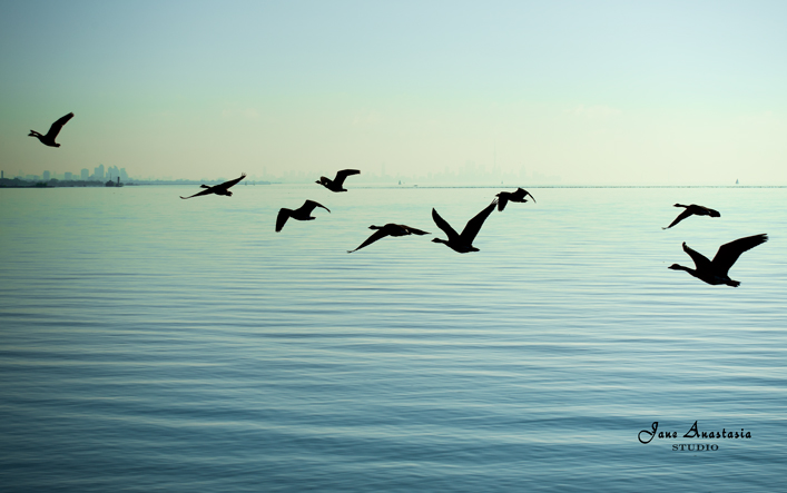 _JAS7726-WEB-Flock-of-geese-over-skyline