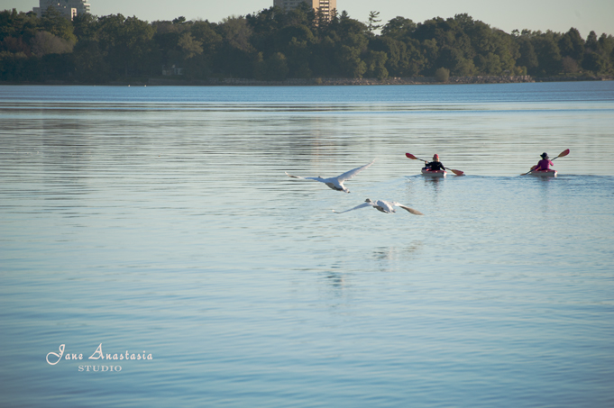 _JAS8695-WEB-Swans-flying-and-canoe-padders