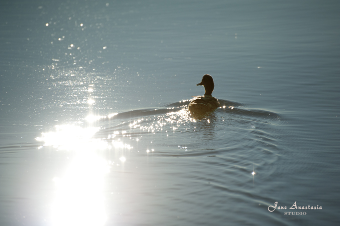 _JAS8715-WEB-Duck-with-sun-reflection