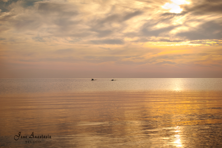 _JAS9660-WEB-Swans-flying-by-sun