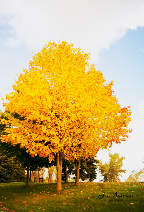 _JAS0265-WEB-Fall-tree-by-lake