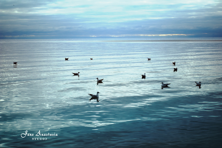 _JAS0341-WEB-Seagulls-bobbing-along-2