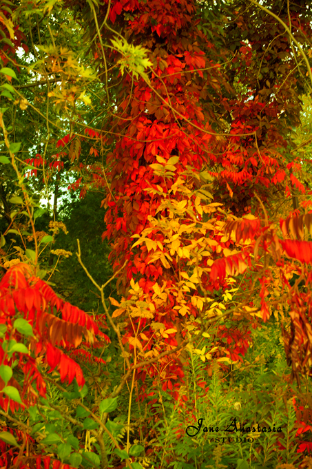 _JAS9614-WEB-Fall-colors