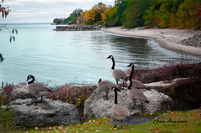 _JAS0396-WEB-Morning-Geese-at-lake