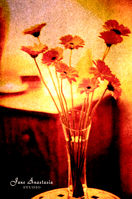 _JAS1759-WEB-Vintage-Gerberas