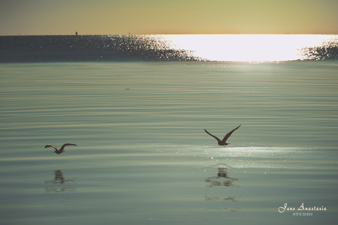 _JAS8600-WEB-Seagulls-at-lake