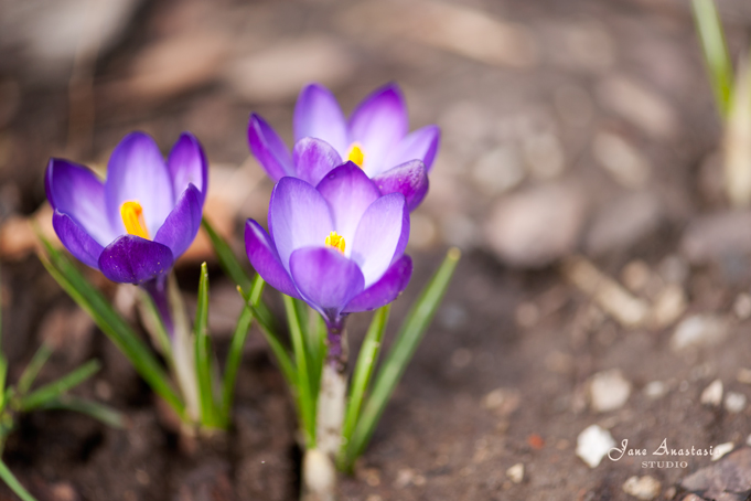 _JAS2678-WEB-First-Crocuses