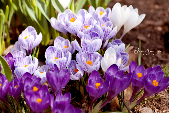 _JAS2840-WEB-Multi-Crocuses