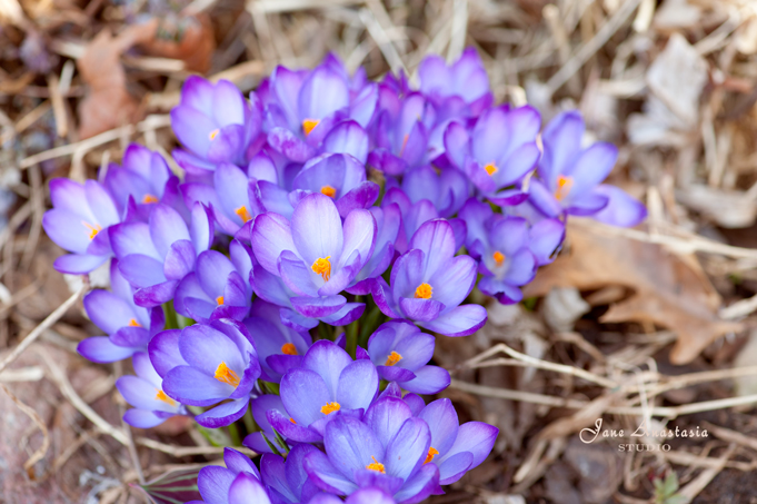 _JAS2852-WEB-Purple-crocuses