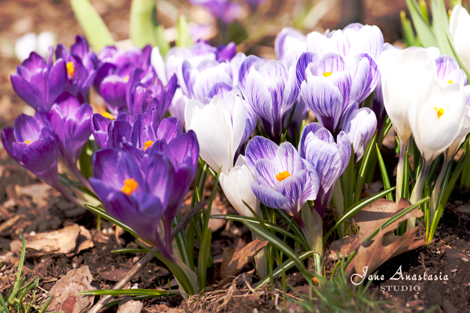 _JAS2854-WEB-Crocuses