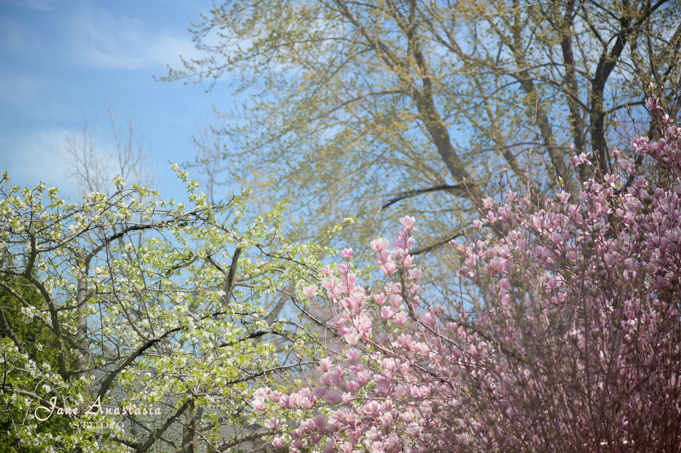 _JAS2871-WEB-Magnolias