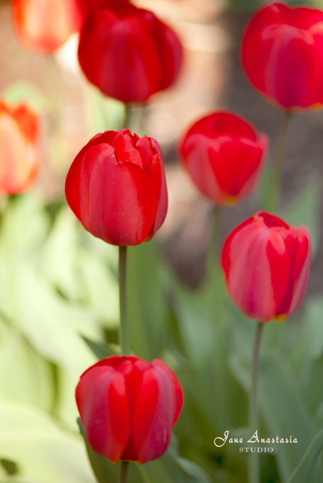 _JAS2892-WEB-Red-Tulips