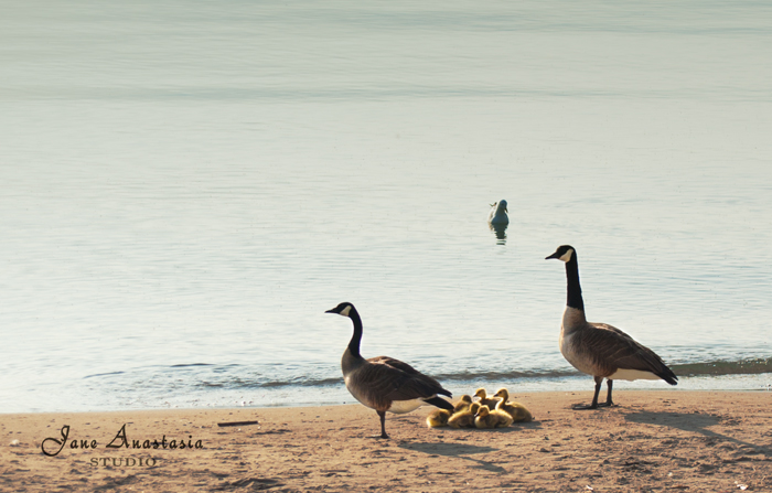 _JAS3147-WEB---Goose-Family---JAS