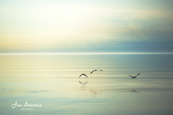 _JAS3161-WEB-Seagulls-at-the-lake